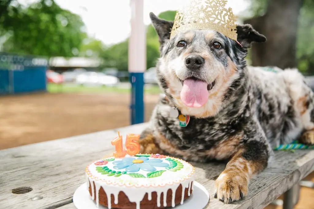 Nemo and Ruger the dogs laying in front of birthday cake