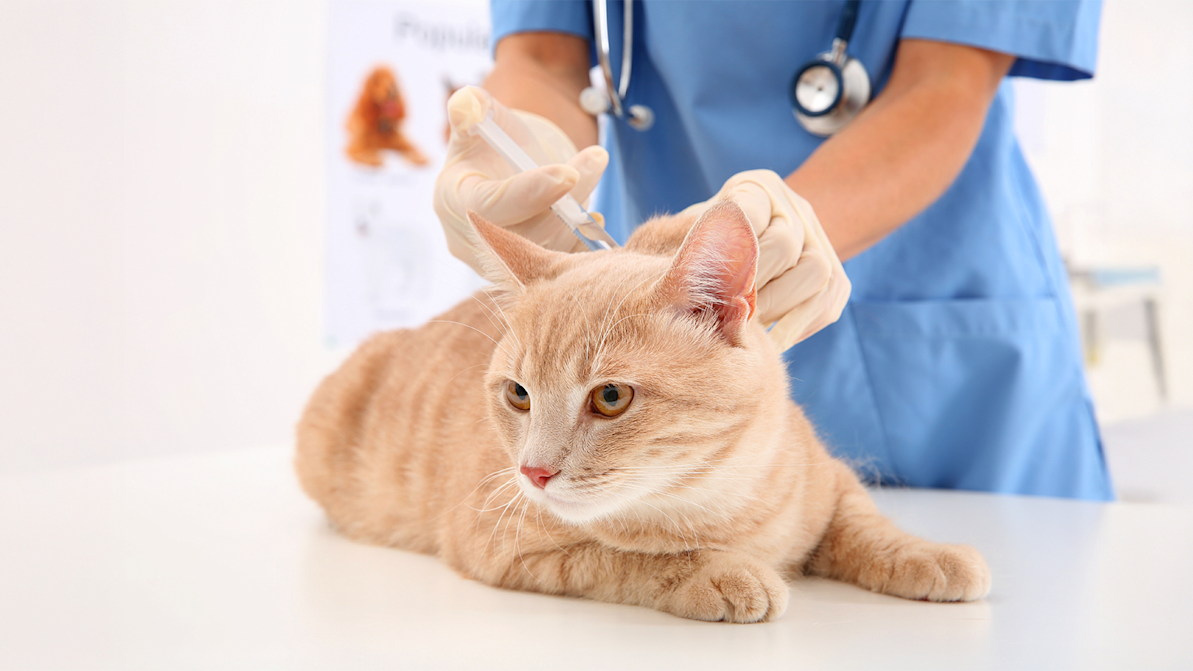 older orange cat getting vaccine from a vet