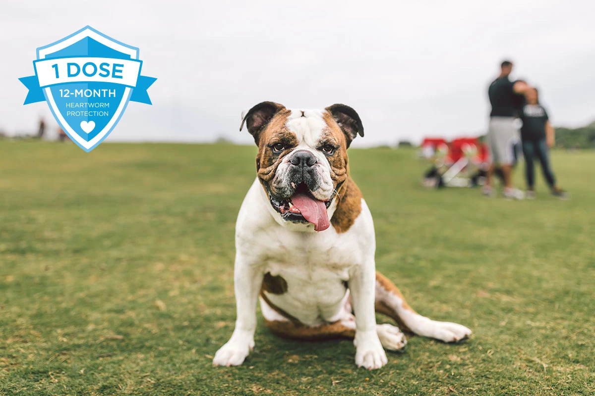 Bulldog sitting on lawn with 1 dose 12 month logo on corner