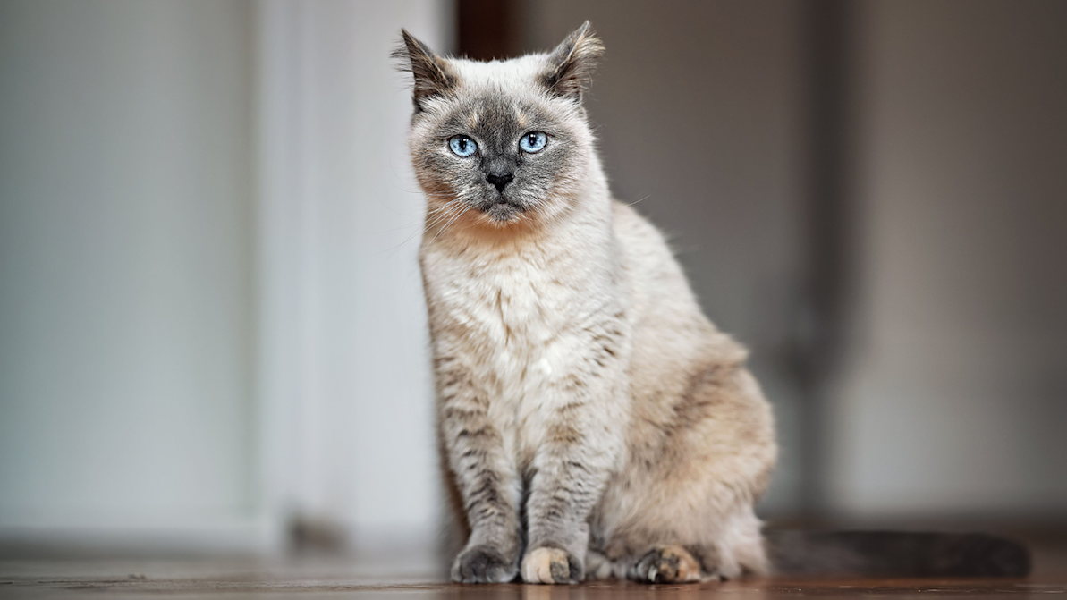 cat sitting on floor