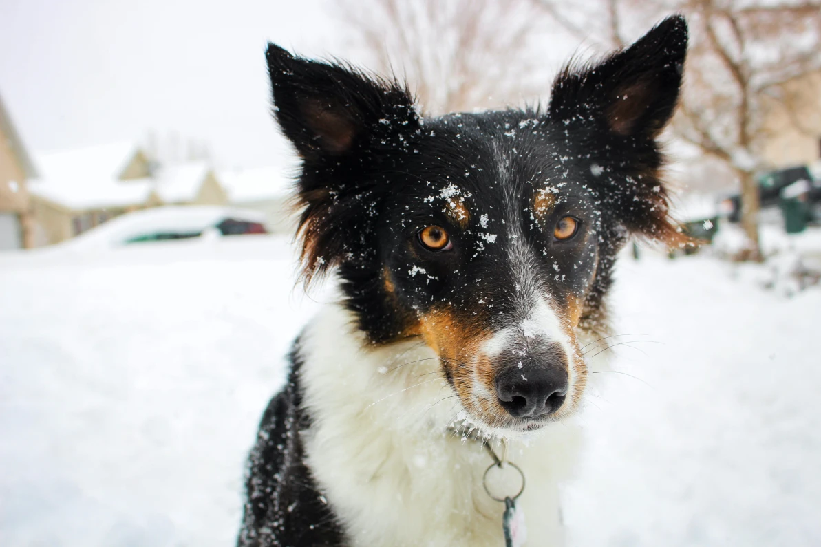How to Keep A Dog House Warm In The Winter - Ultimate Pet Nutrition