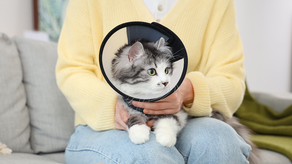 Life Stages Web Article Kitten Spay Neuter