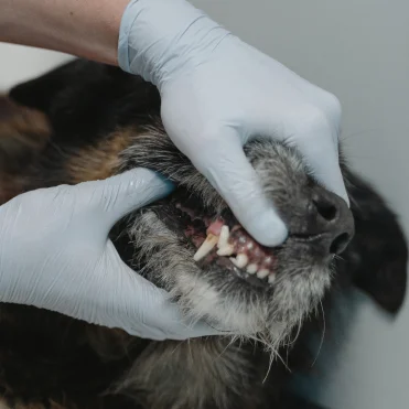 AZ Veterinary Dental Specialists Scottsdale | Thrive