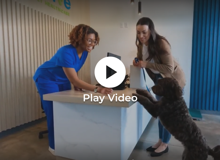 Dallas, Texas Veterinarians Thrive Pet Healthcare