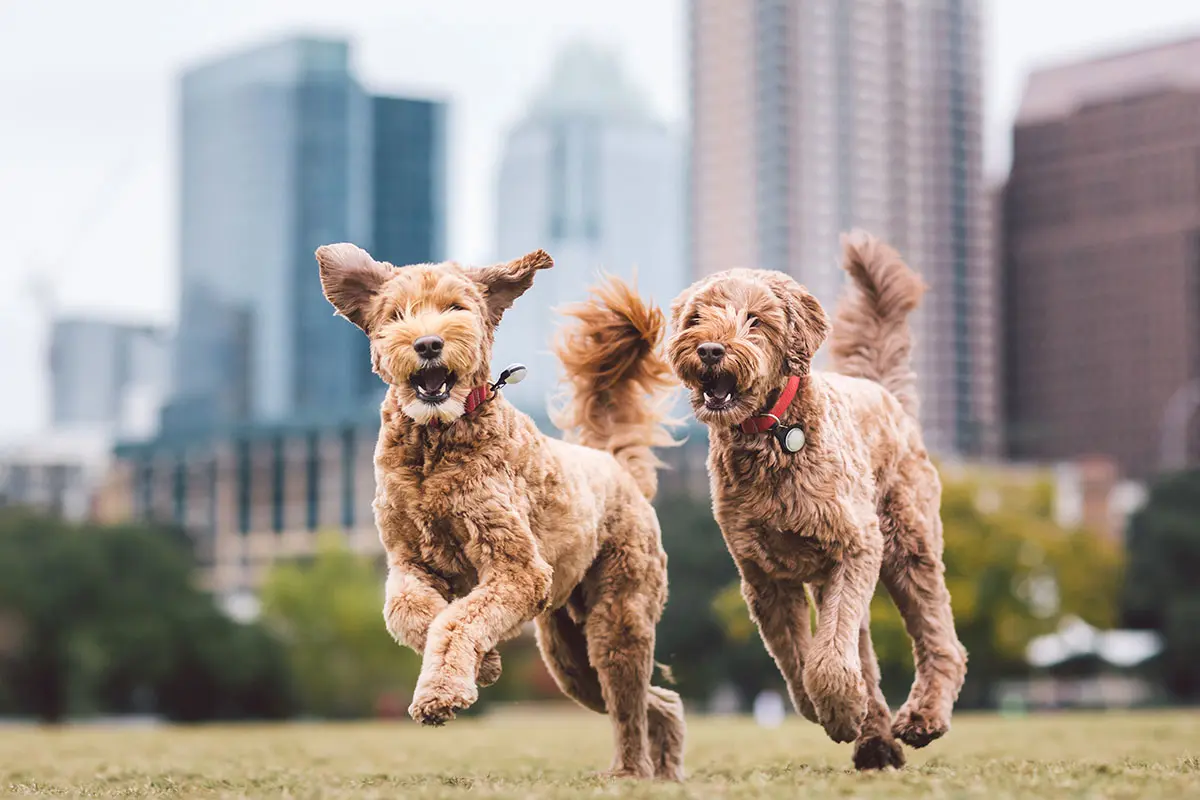 Dogs Playing Happily While Smiling And Running With City In Background