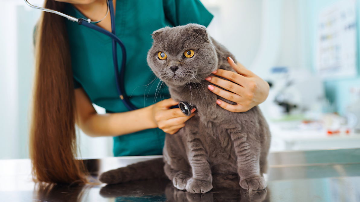 older gray cat getting an exam from a vet