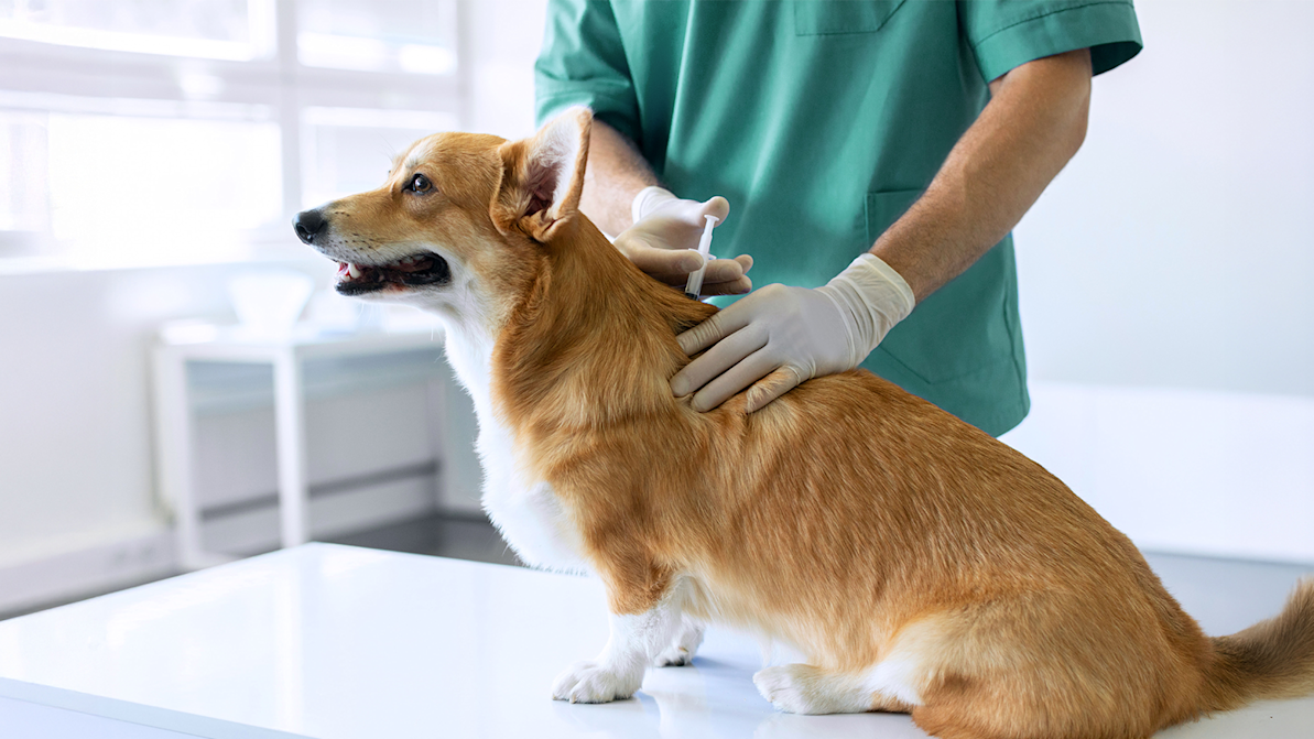 adult dog getting vaccine from a vet