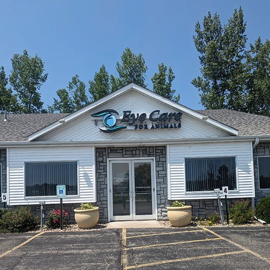 Veterinary Ophthalmology Brookfield WI Eye Care for Animals