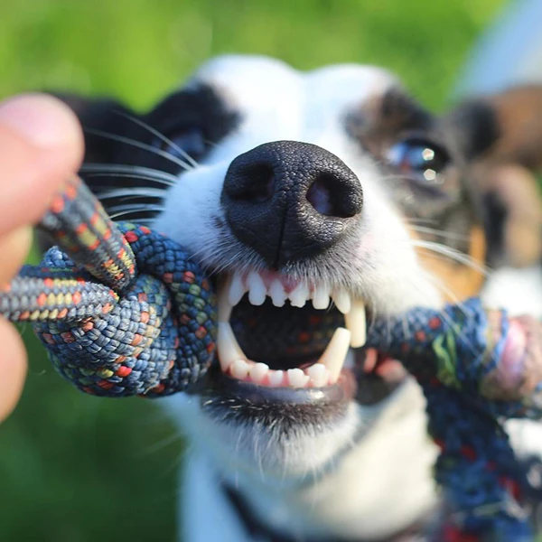 The Pet Dental Clinic