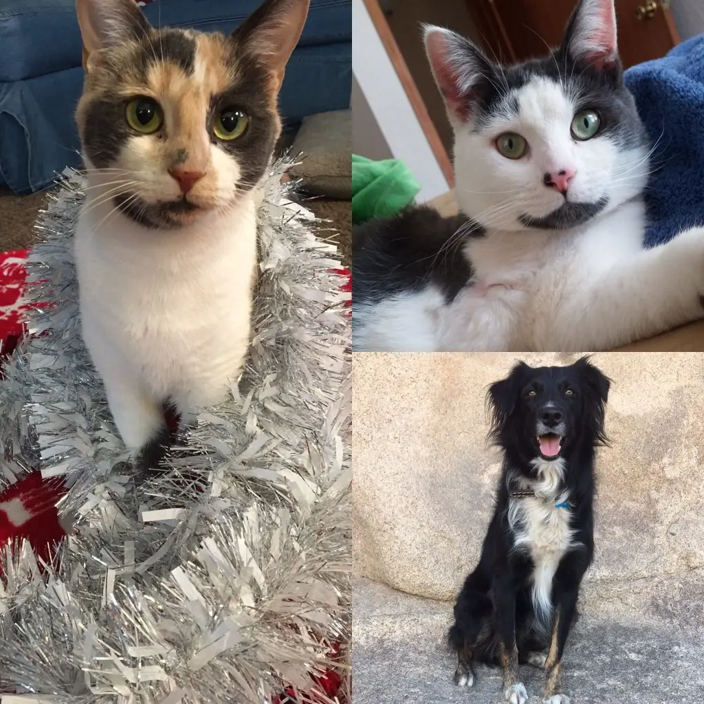 Janks and Ellie the cat and a dog named Dallas