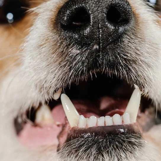 AZ Veterinary Dental Specialists Scottsdale | Thrive