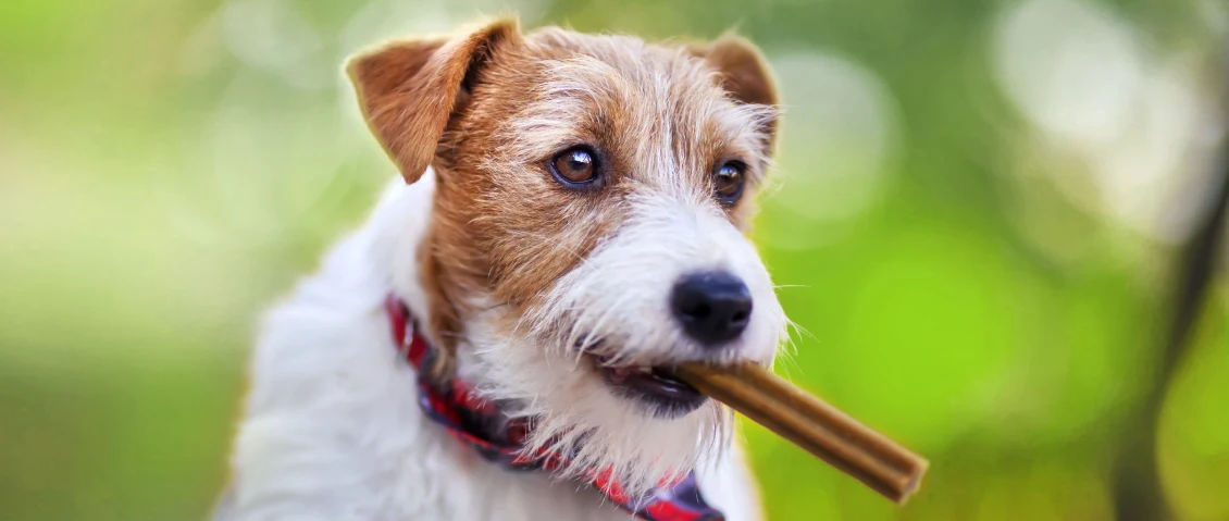 Do Pet Dental Chews Work