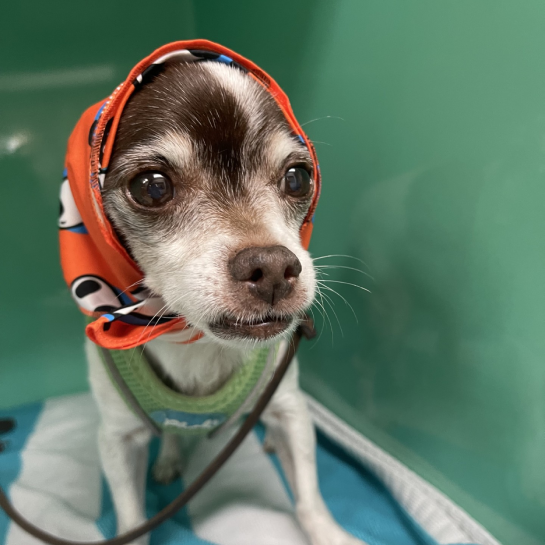 Powell Veterinary Center at Powell Blvd