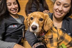 Access Specialty Animal Hospitals