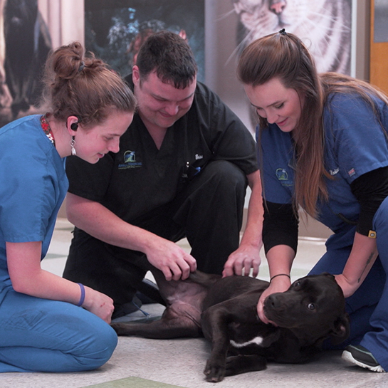 Animal Medical Clinic of Peachtree City