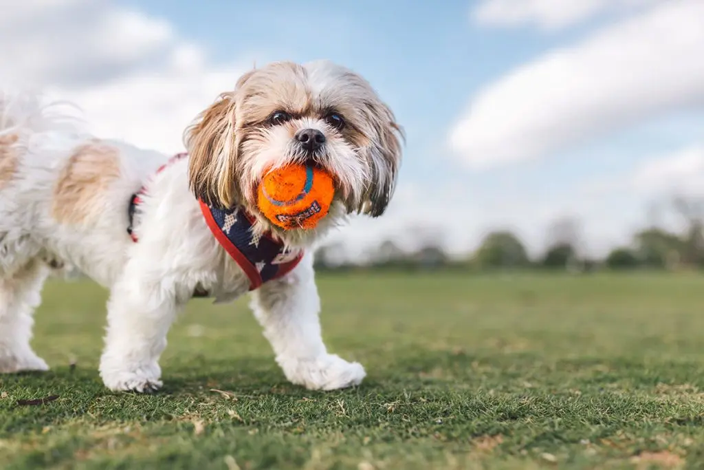 Shiatzu walking from left side of camera with bandana on and ball in mouth
