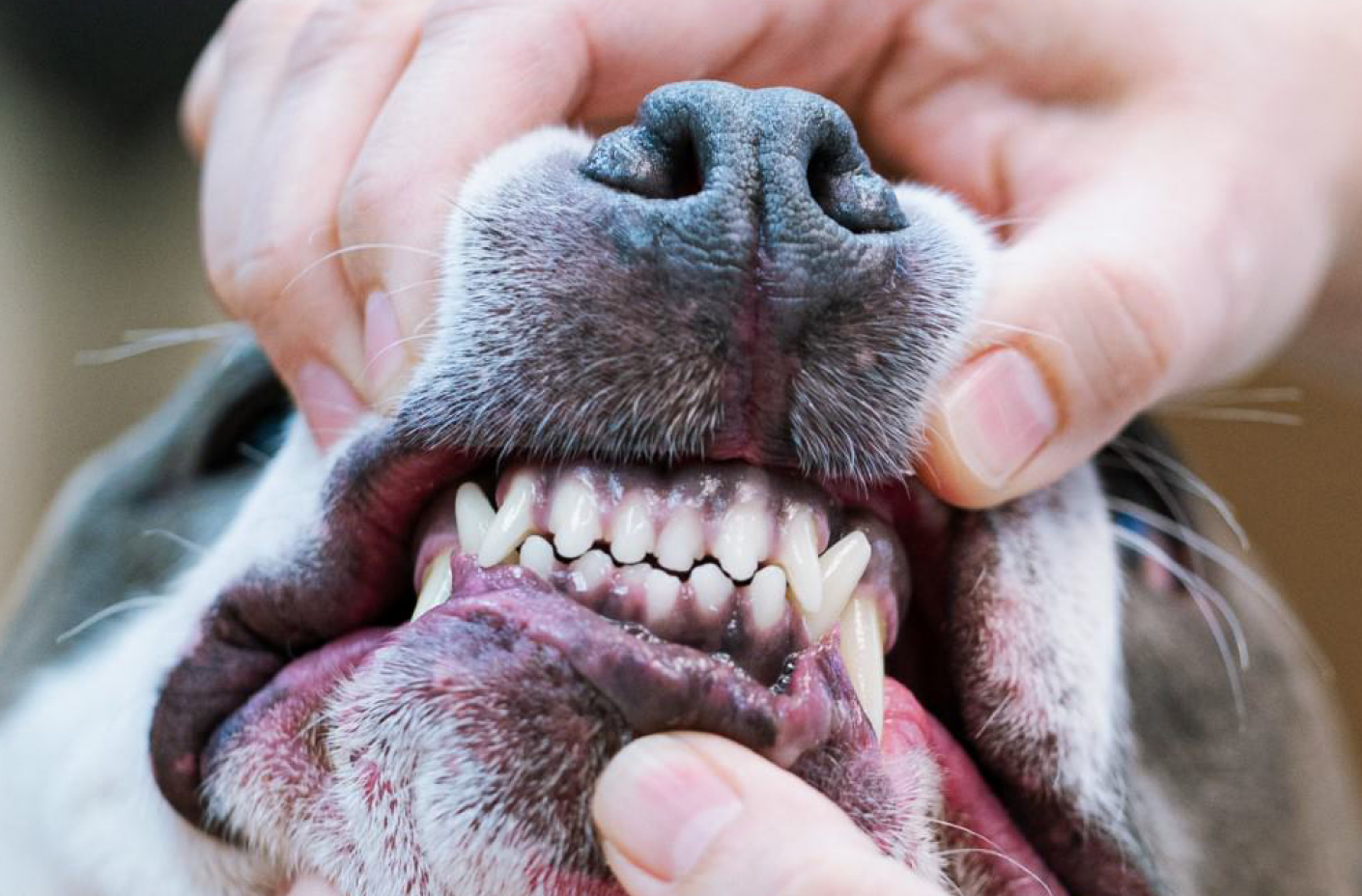 AZ Veterinary Dental Specialists | Thrive Pet Healthcare