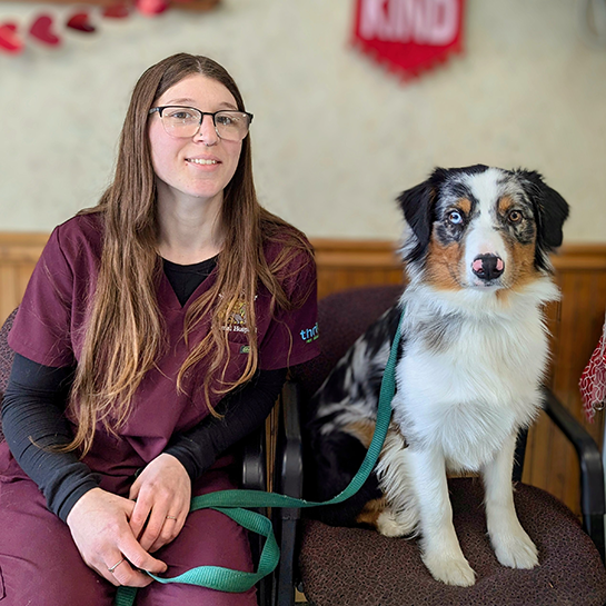 Main Street Animal Hospital