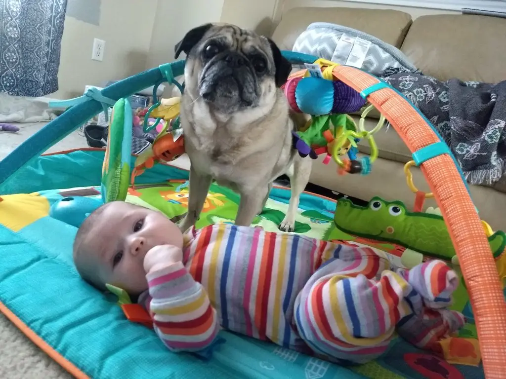 Winston the pug standing next to baby