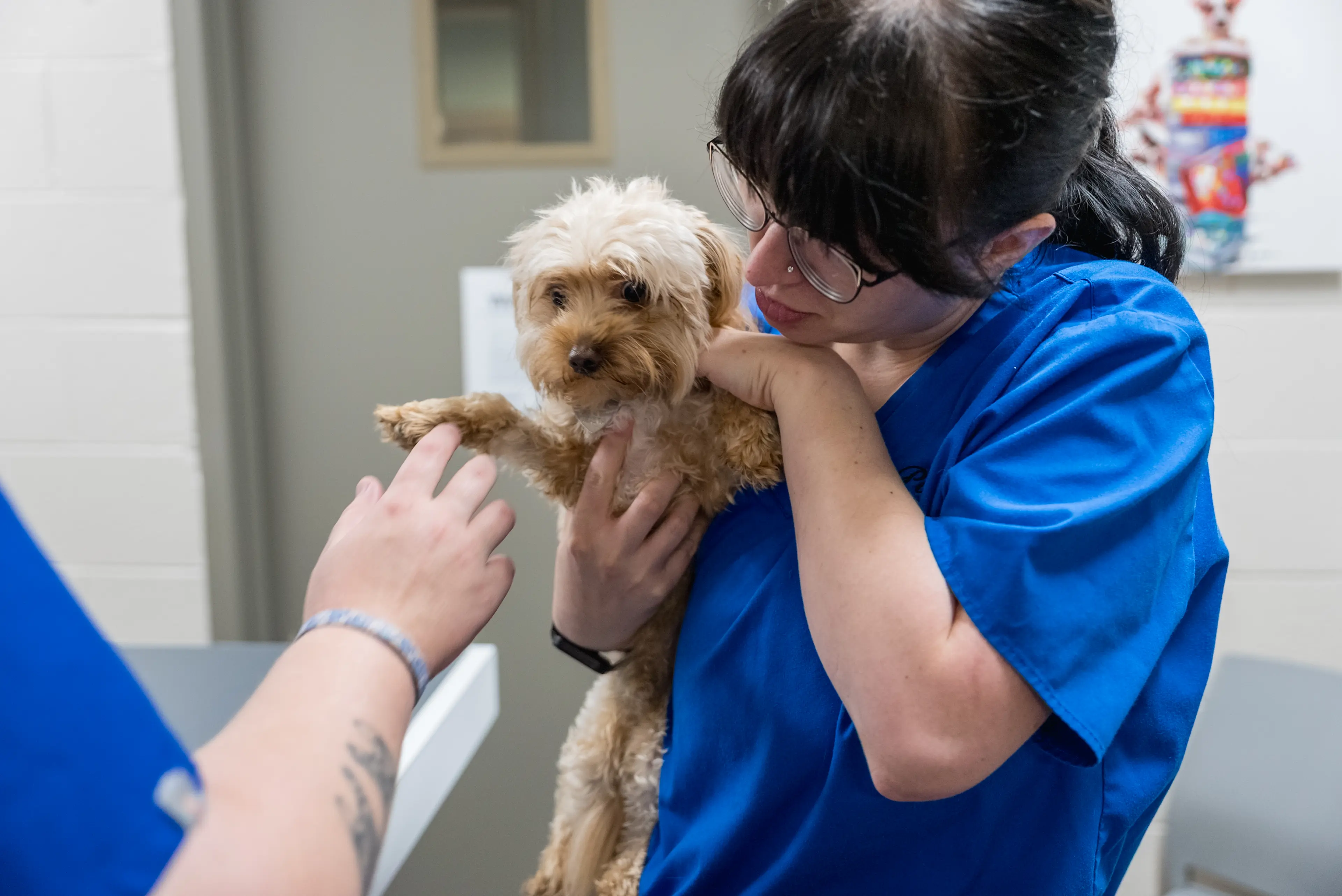 Powell Animal Hospital