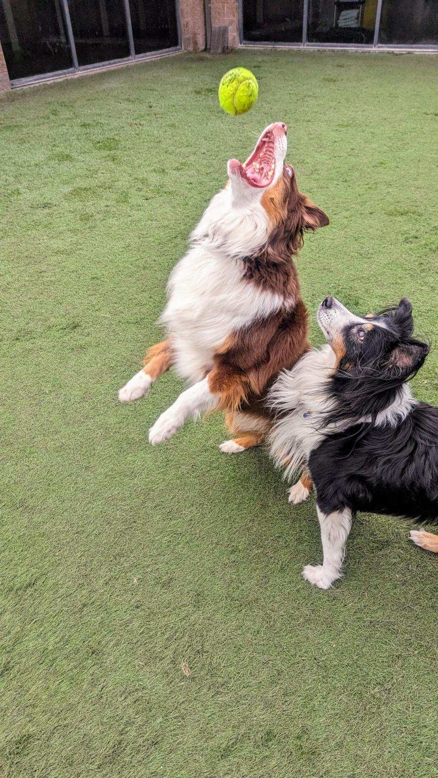 Boise Idaho All Valley Pet Clinic Emerald Top All Valley Animal