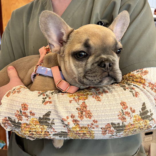 Powell Veterinary Center At Westmoreland