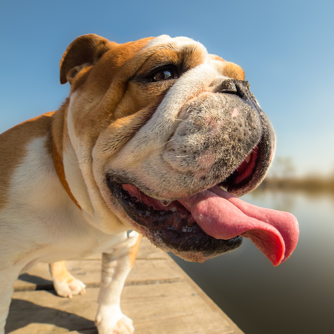 Access Specialty Animal Hospitals