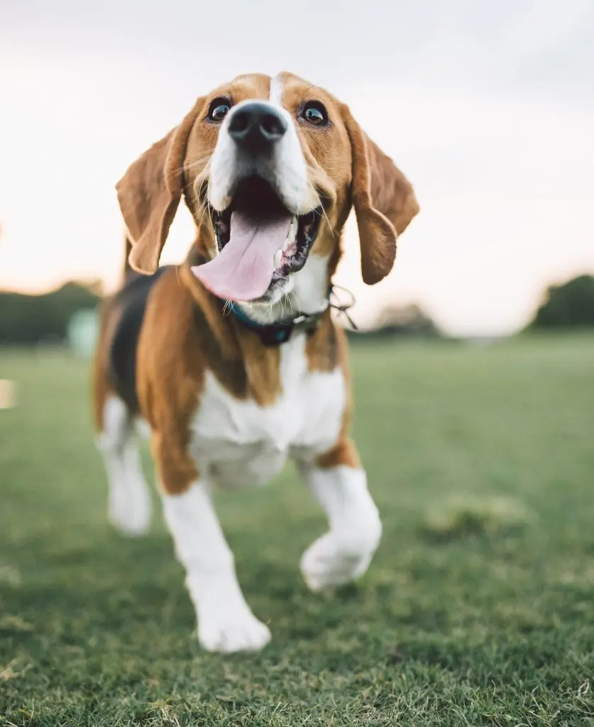 Dog smiling with big tongue out happily looking in direction of camera