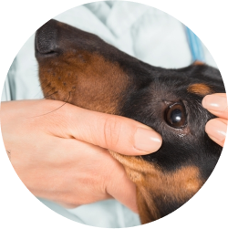 Eye Care for Animals - Fort Lowell