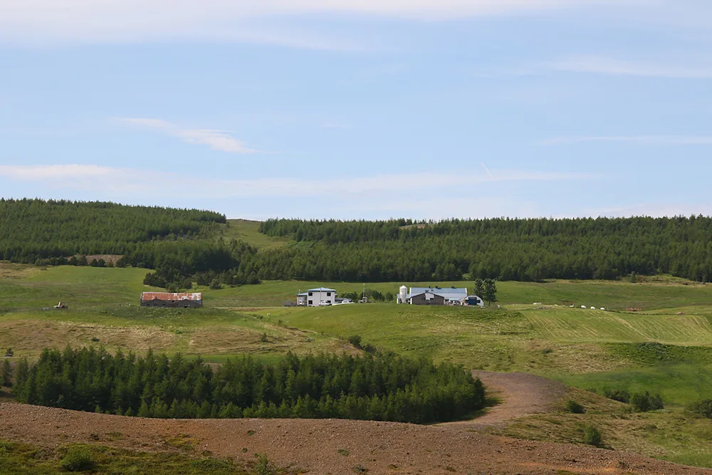 Icelandic forestry farm. Photo credit: Pétur Halldórsson