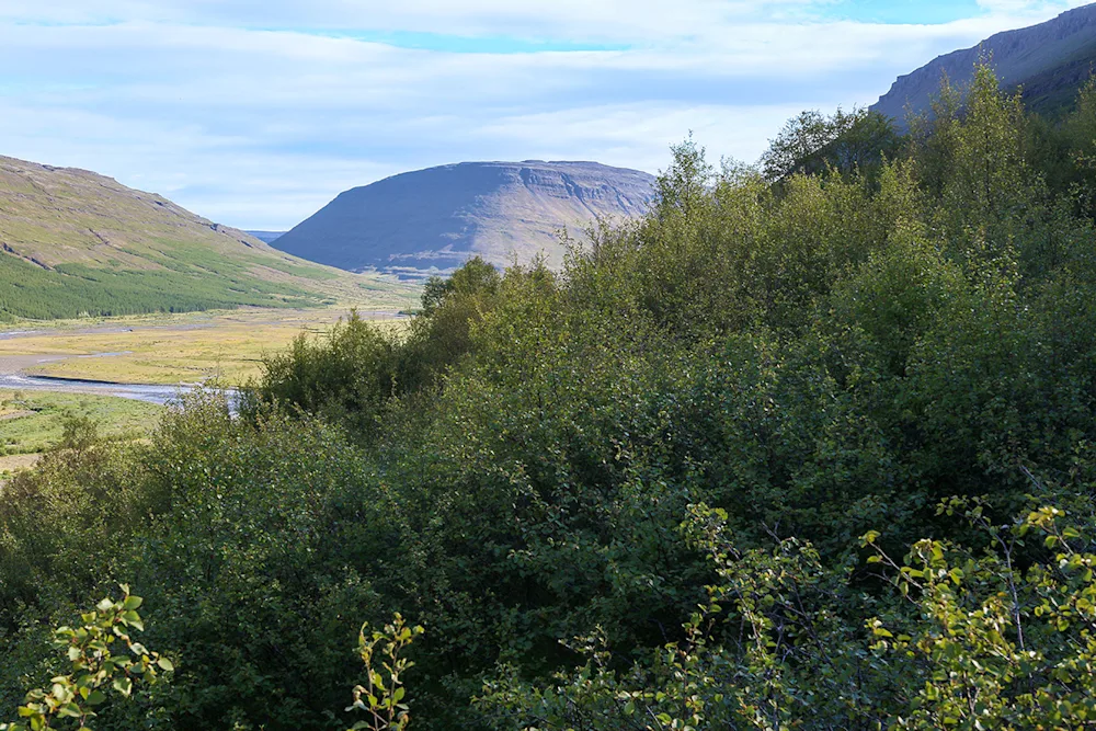 Arndaldsstaðir National Forest inland view. Photo credits: Pétur Halldórsson