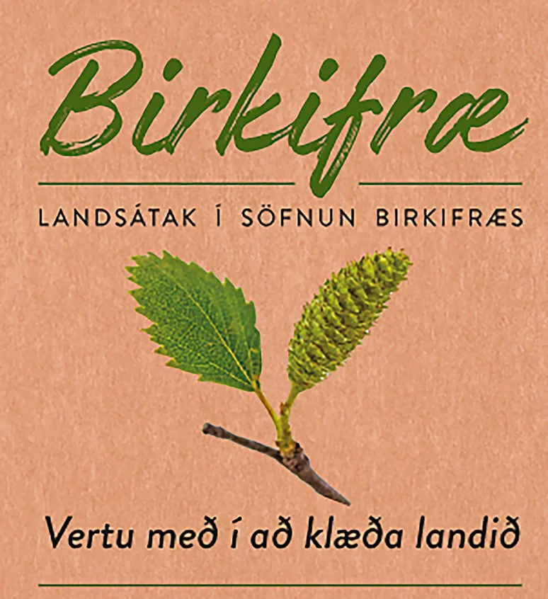 Birch seed collection campaign 2024