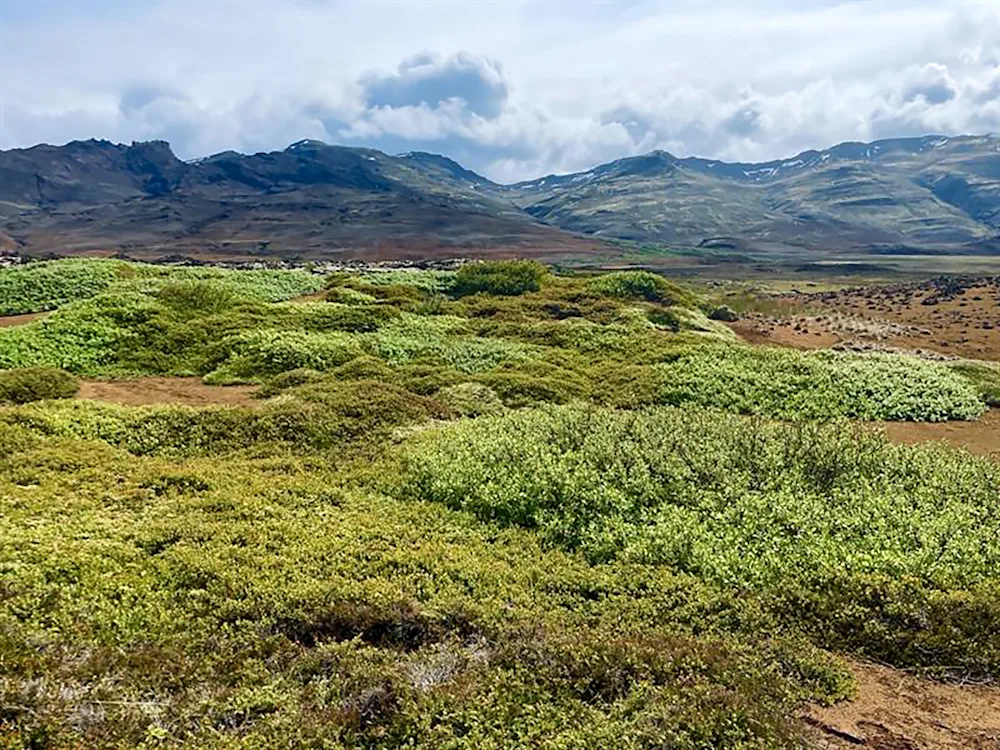 Willos area in Hítardalur valley where cuttings were collected for more barren sites in the area. Photo credits. Berglind Guðjónsdóttir