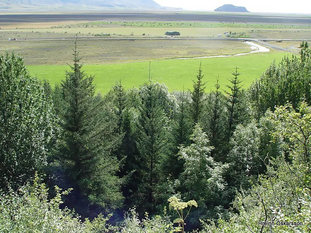 An eastward view from Múlakot National Forest. Photo credit: Hreinn Óskarsson