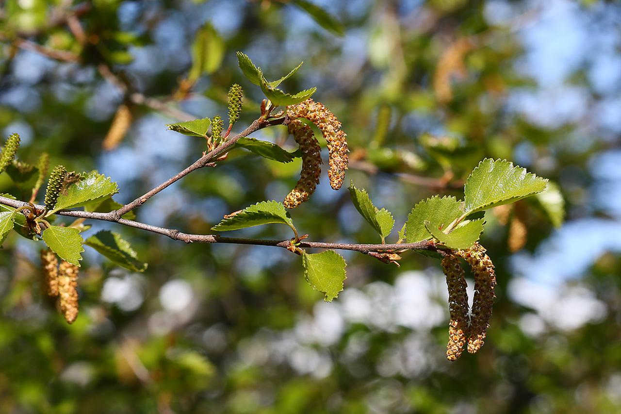Male and female flower catkins on downy birch in June - Photo: Pétur Halldórsson