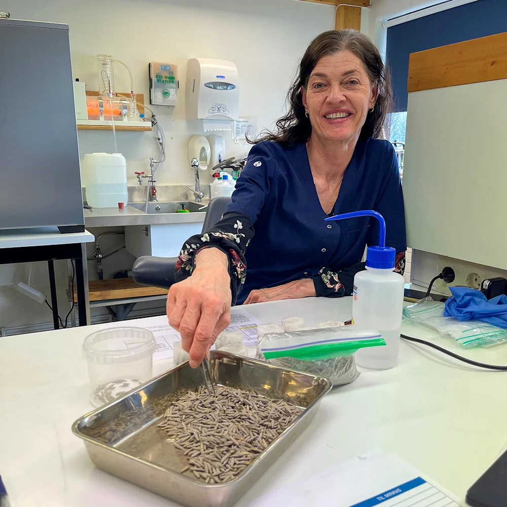 Tineke counting seeds in Gunnarsholt.