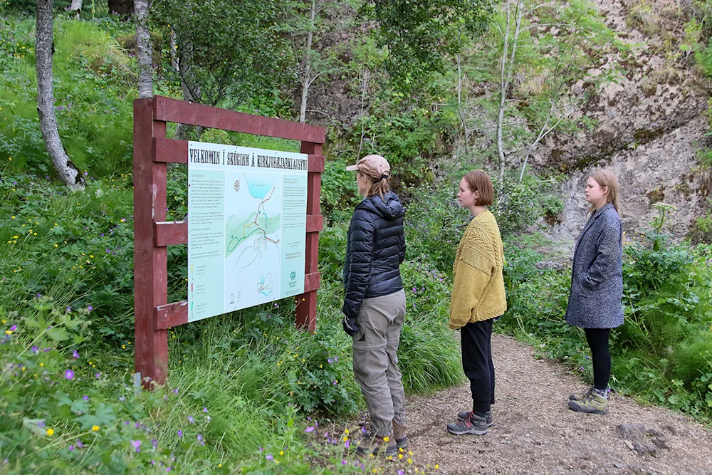 Aðkoman að skóginum á Klaustri. Ljósmynd: Pétur Halldórsson