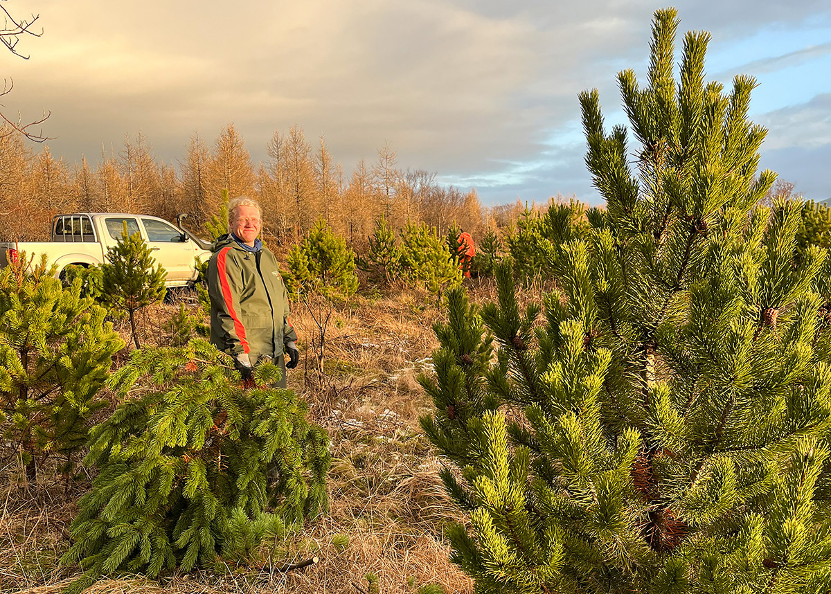 Christmas trees harvested in Þjórsárdalur National Forest: Jóhannes H Sigurðsson