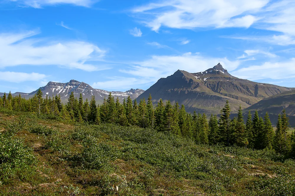 An eastward view from Jórvík National Forest. Photo credits: Pétur Halldórsson