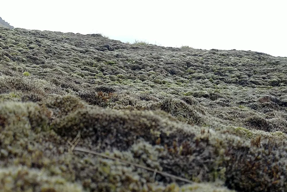 Ágeng mosategund, hæruburst (Campylopus introflexus) dreifir sér fjótt á jarðhitasvæðum (mynd tekin í Grænadal). – Ljósm. Pawel Wasowicz.