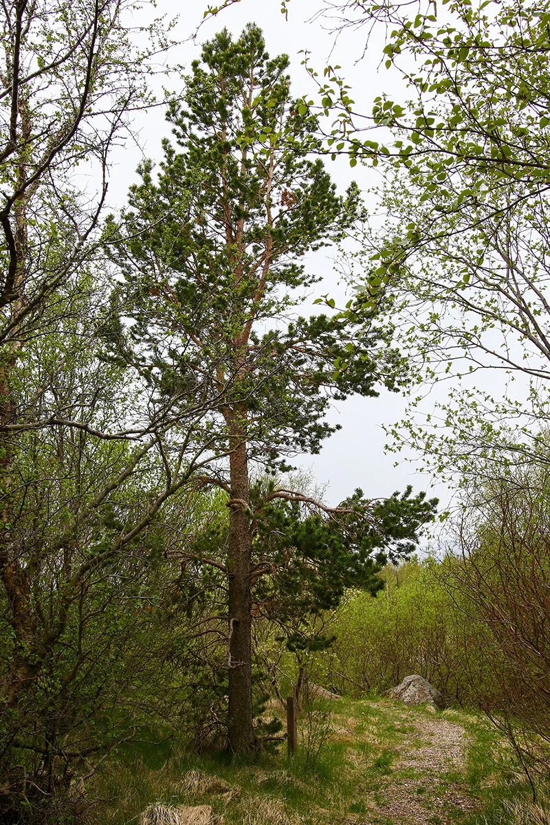 Scots pine in Grund National Forest planted around 1955. Photo credits: Pétur Halldórsson
