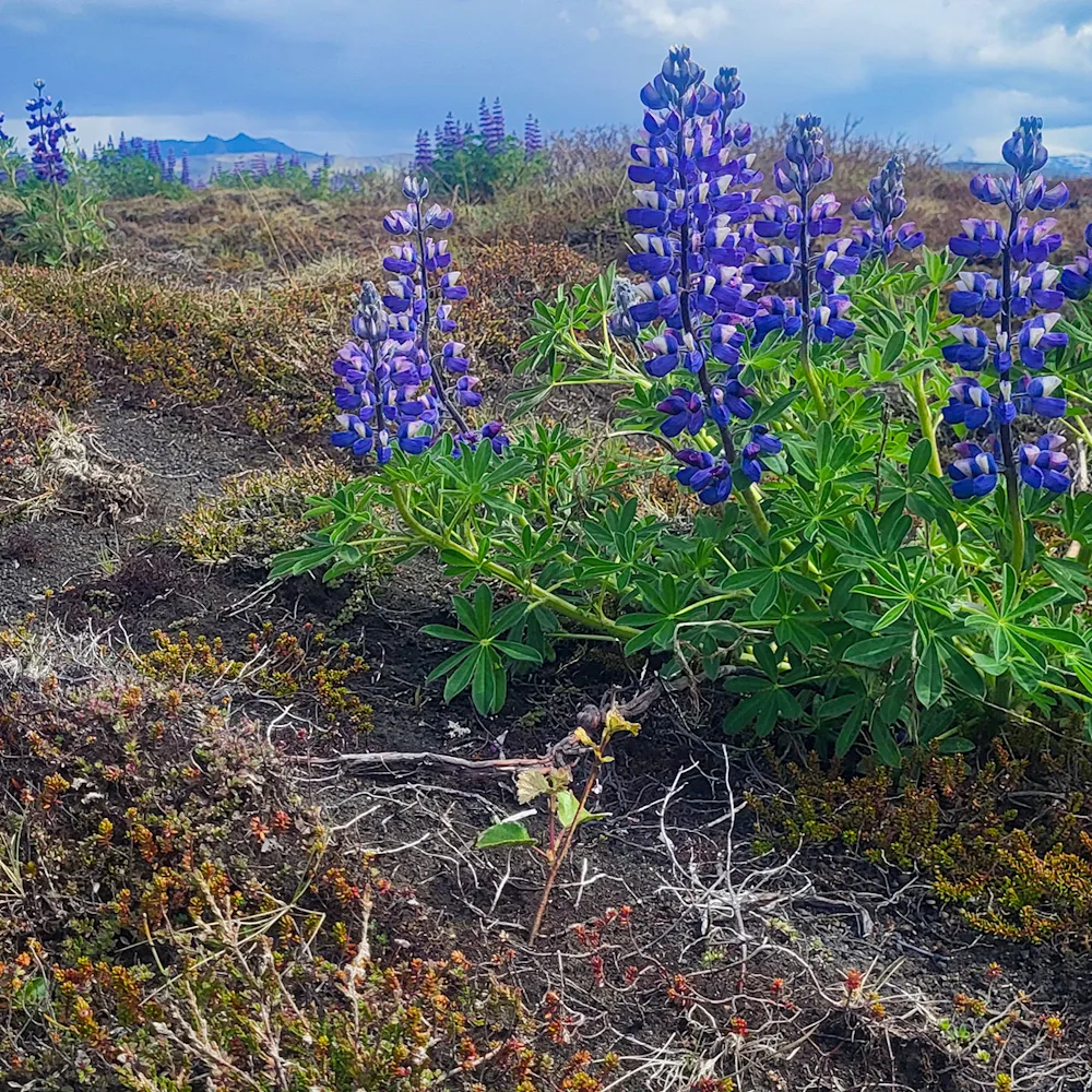 A birch seedling planted at Geitasandur in 2024. Photo credits: Garðar Þorfinnsson