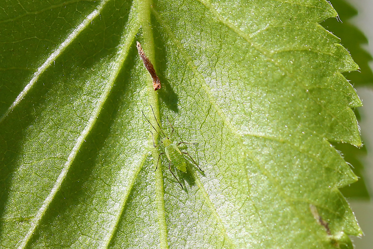 Downy birch aphid