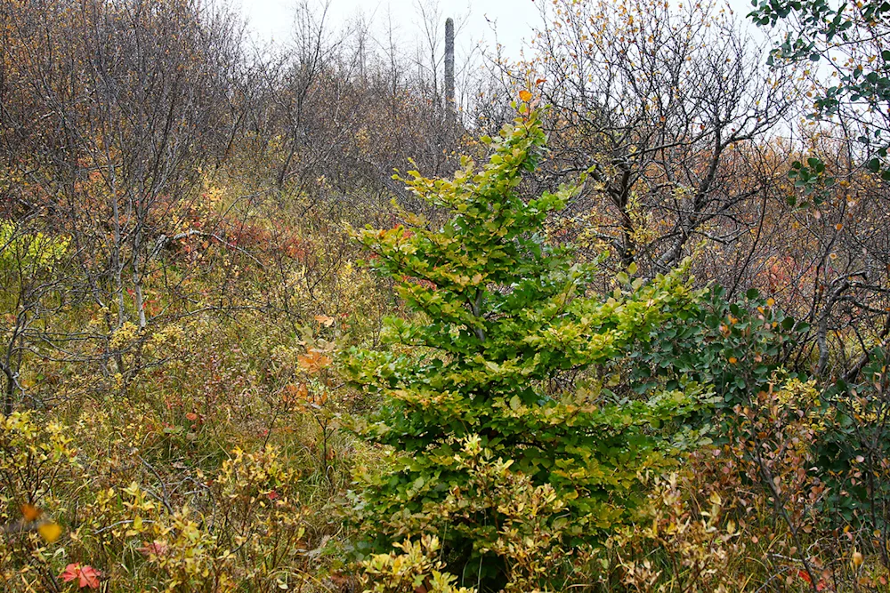 Beyki í trjásafninu Haukadalsskógi. Ljósmynd: Pétur Halldórsson