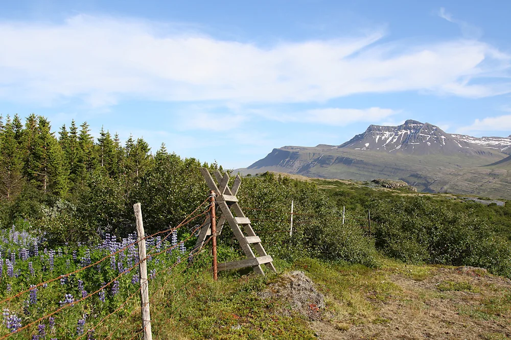 Jórvík National Forest is great for hiking. Photo credits: Pétur Halldórsson