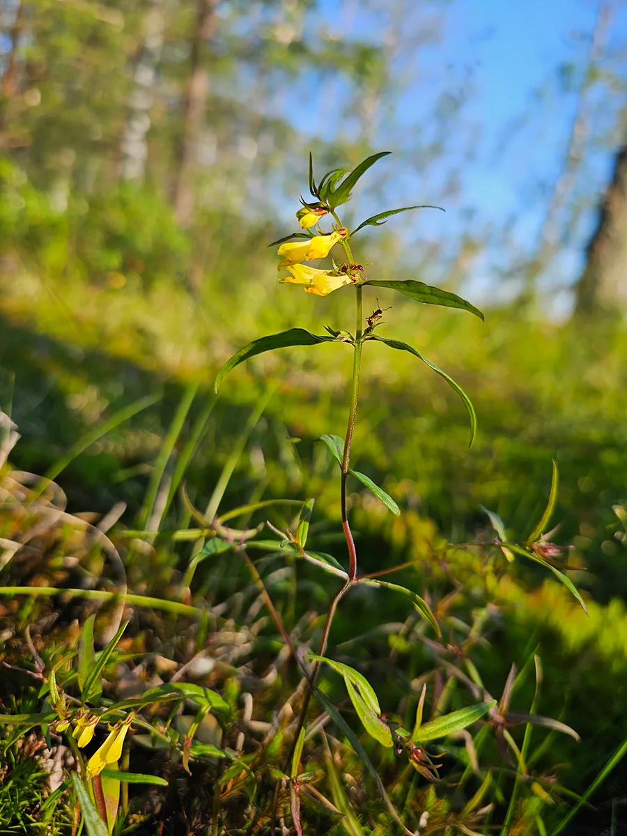 Common cow-wheat (Melampyrum pratense) Photo credit: Pétur Halldórsson