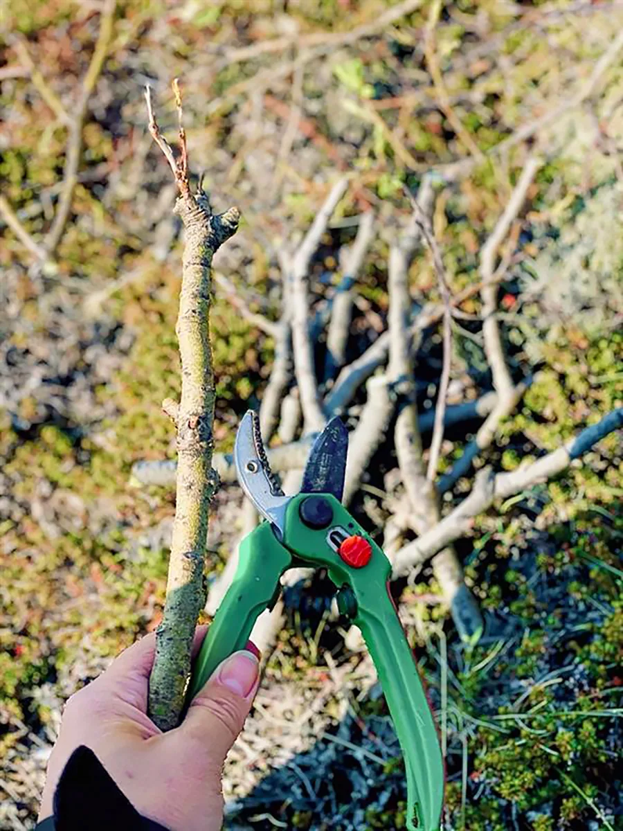 Willow cuttings being prepared. Photo credits: Berglind Guðjónsdóttir