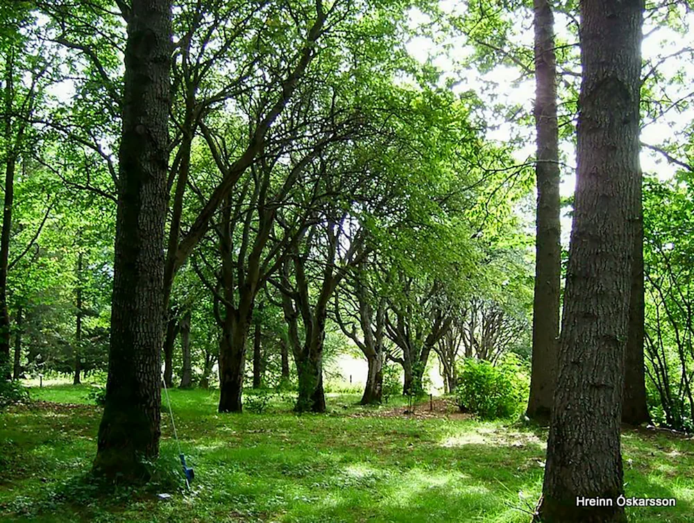 Mature trees in Múlakot National Forest. Photo credit: Hreinn Óskarsson