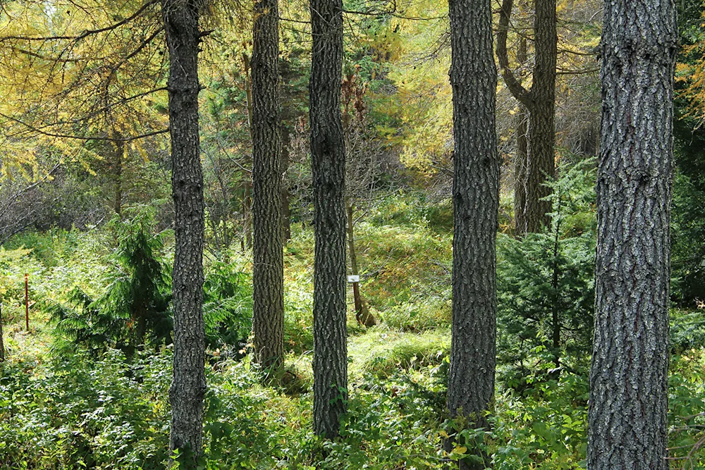Autumn in the Stálpastaðir Arboretum. Photo credits: Pétur Halldórsson