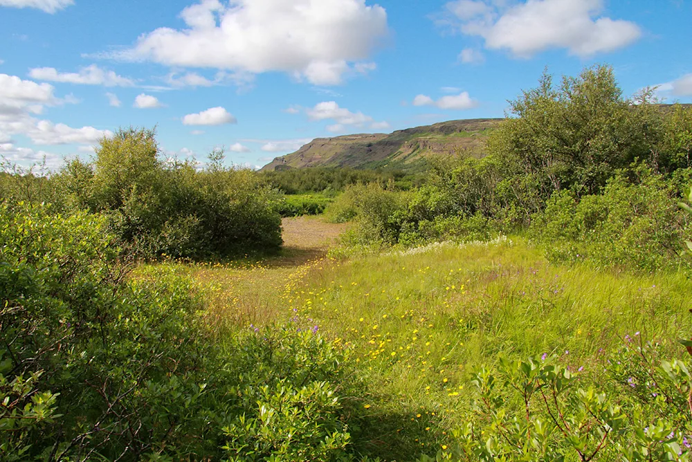 Diversity in the Þjórsárdalur National Forest. Photo credits: Pétur Halldórsson